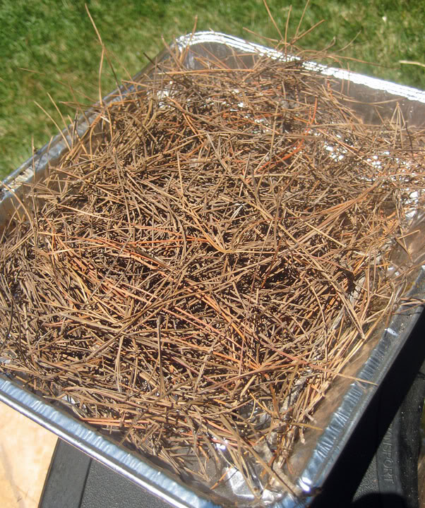 Dried pine needles work great as tinder