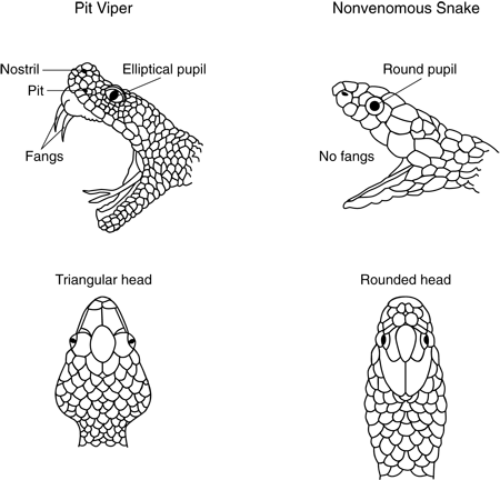 Snake types